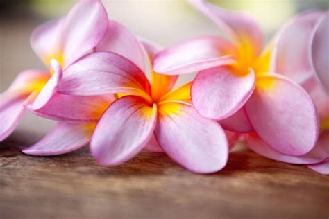 Frangipani Flower Meaning - Flower Meaning