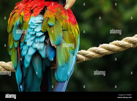 Parrot feathers hi-res stock photography and images - Alamy