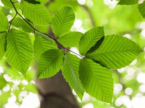 7 Interesting Benefits of Beech | Organic Facts