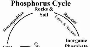 Phosphorus Cycle Diagram Labeled