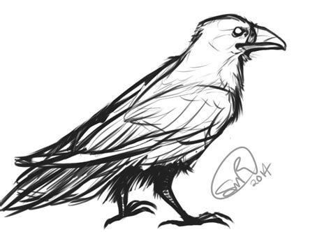 Realistic raven Sketch by zylaphonefish | Crows drawing, Raven art ...