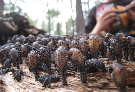 Aggregation of Fungus Beetle Pupae and Larvae - What's That Bug?