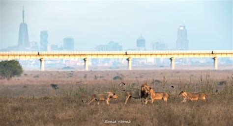 Nairobi National Park Tour: 12 Reasons to make you visit in 2020.