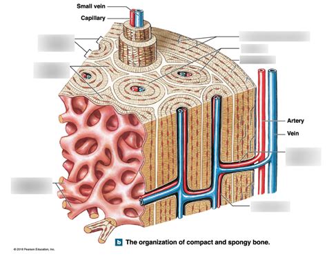 Concentric Lamella | Hot Sex Picture