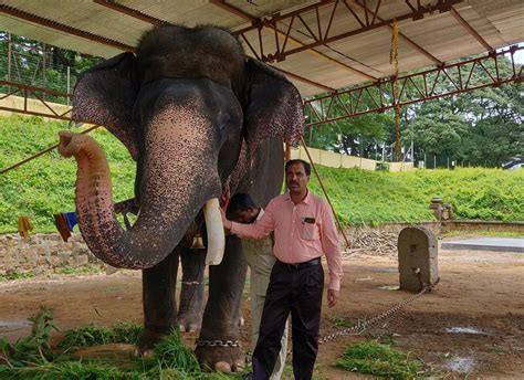 A Penance Of 16 Years: How Arjuna The Mysuru Ambari Elephant Came Back ...