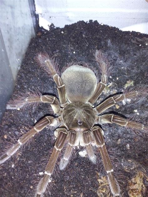 Theraphosa blondi stock image. Image of giant, theraphosa - 55162881