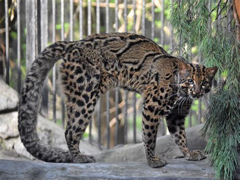 Pardofelis marmorata / Marbled cat in zoos