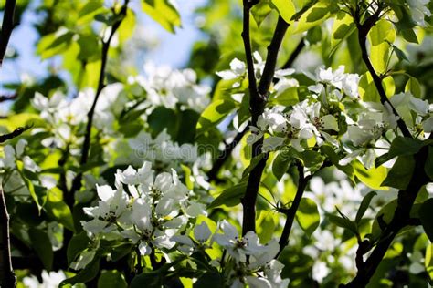 Wild Pear Tree Blossom Blooming in Spring. Beautiful Tender Flower on ...