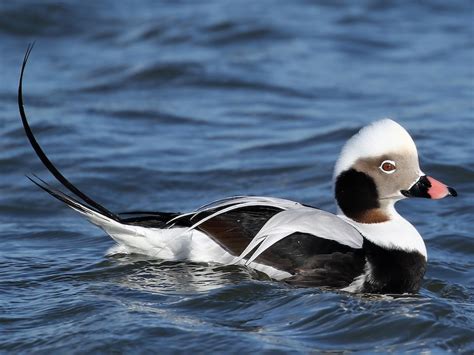 Long-tailed Duck - eBird