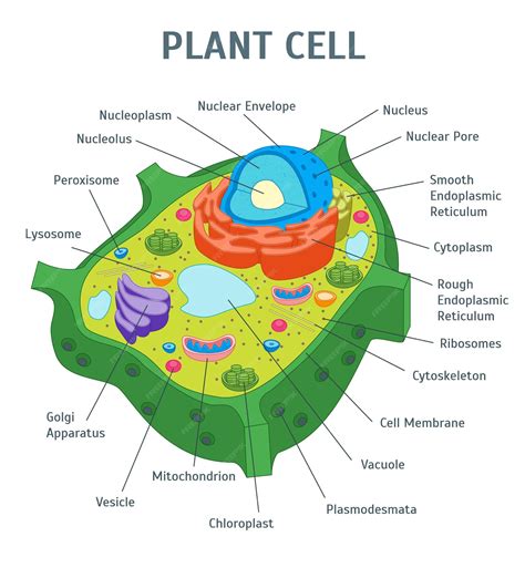 Premium Vector | Cartoon Plant Cell Anatomy Banner Card Poster Vector