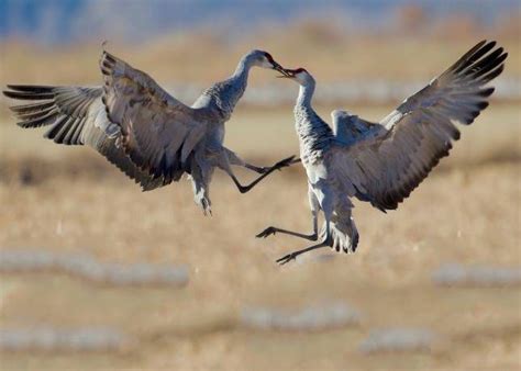 16 Beautiful Bird Courtship Displays