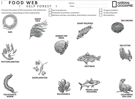 Food Web – Kelp Forest | LearningHood