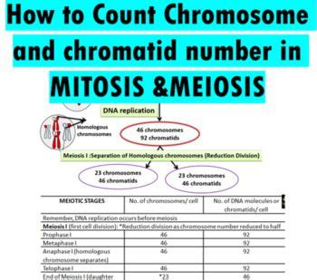 Chromosome and Chromatid Number in Mitosis and Meiosis Worksheet, PPT and PDF | Meiosis, Mitosis ...