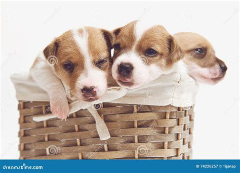 Cute Puppies In A Basket Isolated On White Stock Image - Image of ...