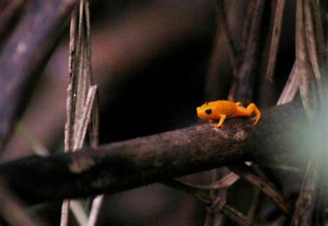 Glowing Pumpkin Toadlet Can't Hear Its Own Tiny Scream