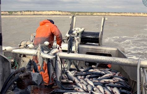 Bristol Bay salmon fishermen face uncertain 2024 | SeafoodSource