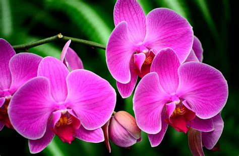 Wallpaper : orchid, flower, branch, exotic 2048x1340 - goodfon - 1062027 - HD Wallpapers - WallHere