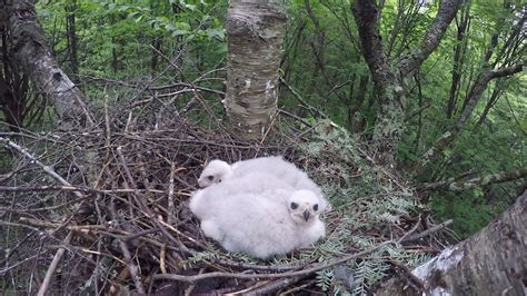 Meet the Northern Goshawk in "Eyes on the Hawk" - Wisconsin Society for Ornithology