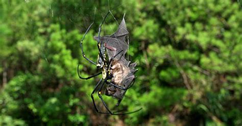 Bat-eating spiders are everywhere, study finds - CBS News