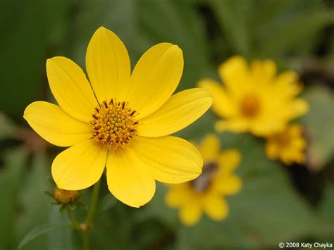 Bidens trichosperma (Crowned Beggarticks): Minnesota Wildflowers