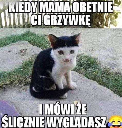 Koty Memy z kotami. Humor z kotem Humor, mem