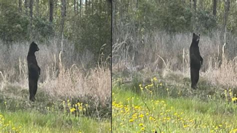 Photo shows bear acting very human in eastern North Carolina | Charlotte Observer