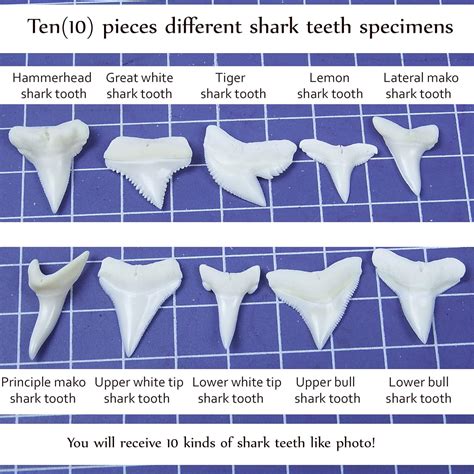 Bull Shark Tiger Shark Tooth - How Many Teeth Do Sharks Have Wonderopolis : West coast wood with ...