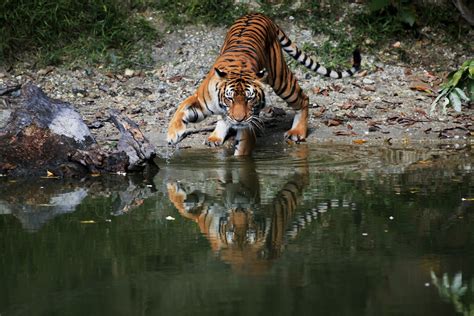 Taiping Zoo and Night Safari - Visit Perak