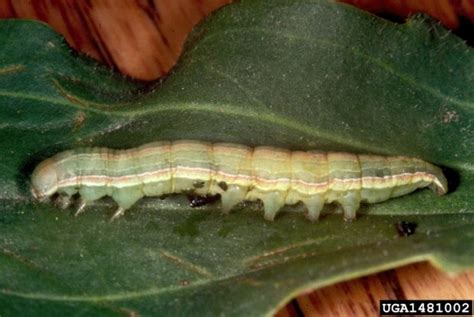 Beet Armyworm – Earthwise Agriculture