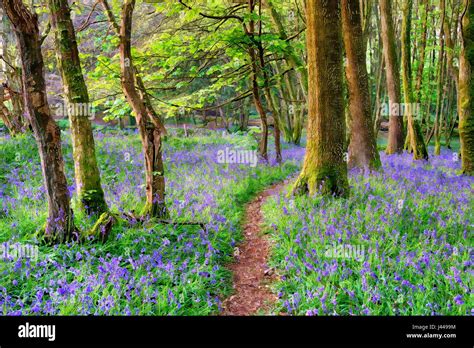 Watercolour painting of beautiful bluebell woods in the Cornish ...