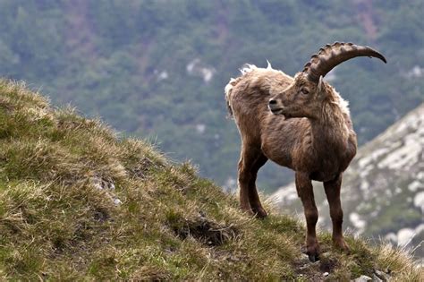 Pyrenean Ibex | Extinct Animals