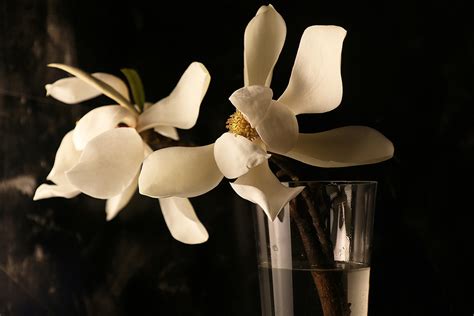 Magnolia flower :: Behance