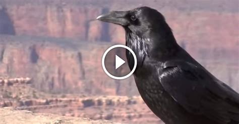 The more you know — What's the difference between a crow and a raven? - GetZone