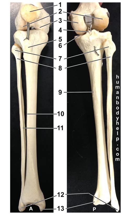 Lower Leg Bones – Articulated – Human Body Help