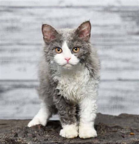 Discover the Wonder of the Curly-Coated Rex Cat Breeds