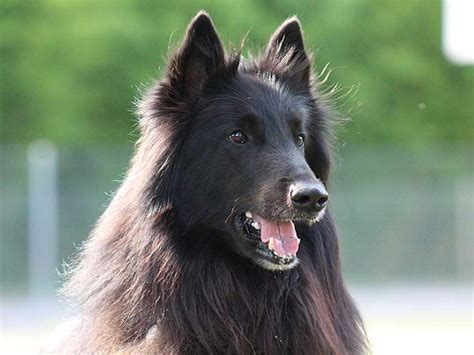 Groenendael is Friendly, Active, Loyal, and Most Intelligent Dog Breed ...