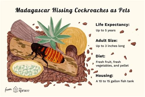 Madagascar Hissing Cockroaches Care - Pest Phobia