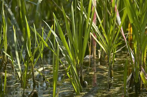 Grass In The Pond Grass Plant Details Photo Background And Picture For ...