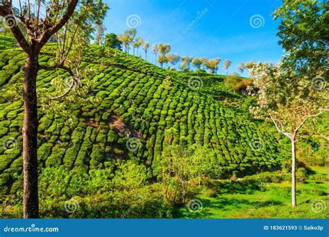 Tea Plantation Nature Background Landscape Stock Image - Image of field ...