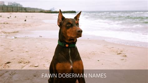 Ultimate List of the Top 325+ Doberman Dog Names - Popular, Badass. and German Puppy Name Ideas