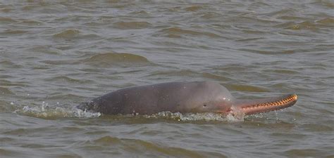 Killing the Ganges river dolphin, slowly