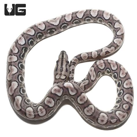 Baby Black Anery Brazilian Rainbow Boa 1 (Epicrates cenchria) For Sale - Underground Reptiles