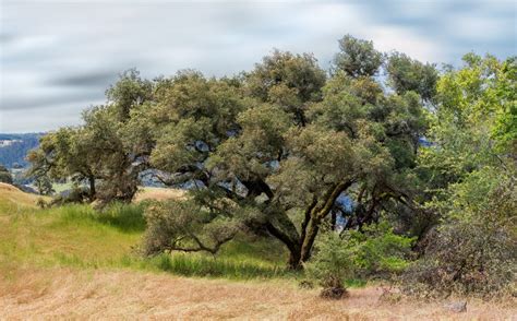 Pepperwood Preserve – Sara Silver Photography