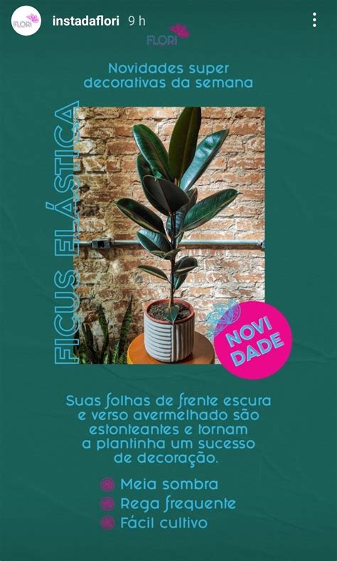 Inspiração plantas para dentro de casa | Ficus elastica, Ficus, Cultivo