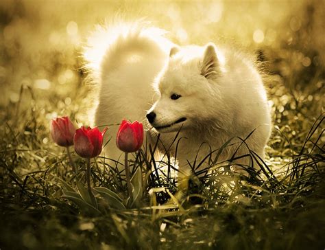 Cute Baby White Wolf HD Wallpaper | Download Cute Baby White… | Flickr