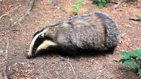 European badger - Alchetron, The Free Social Encyclopedia