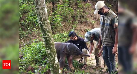 Karnataka: Forest staff rescue day-old elephant calf in Kodagu district | Mysuru News - Times of ...