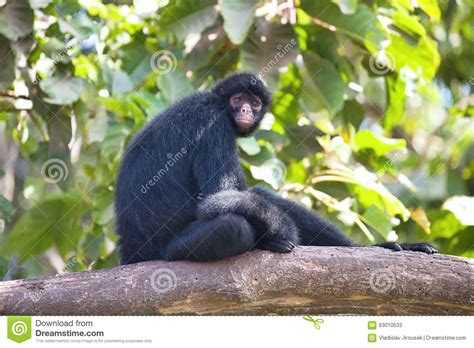 Peruvian Spider Monkey, Ateles Chamek, Sitting In A Tree Stock Photo - Image: 63010533