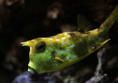 Boxfish l Dazzling Small Creature - Our Breathing Planet