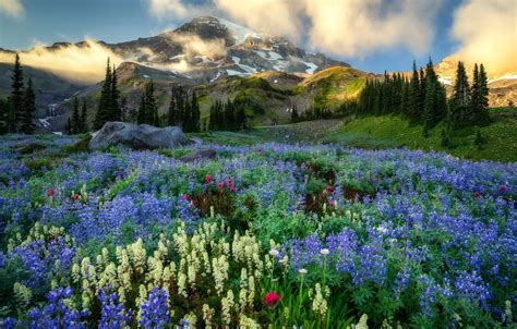 Wallpaper mountains, Washington, Mount Rainier, wildflowers images for ...